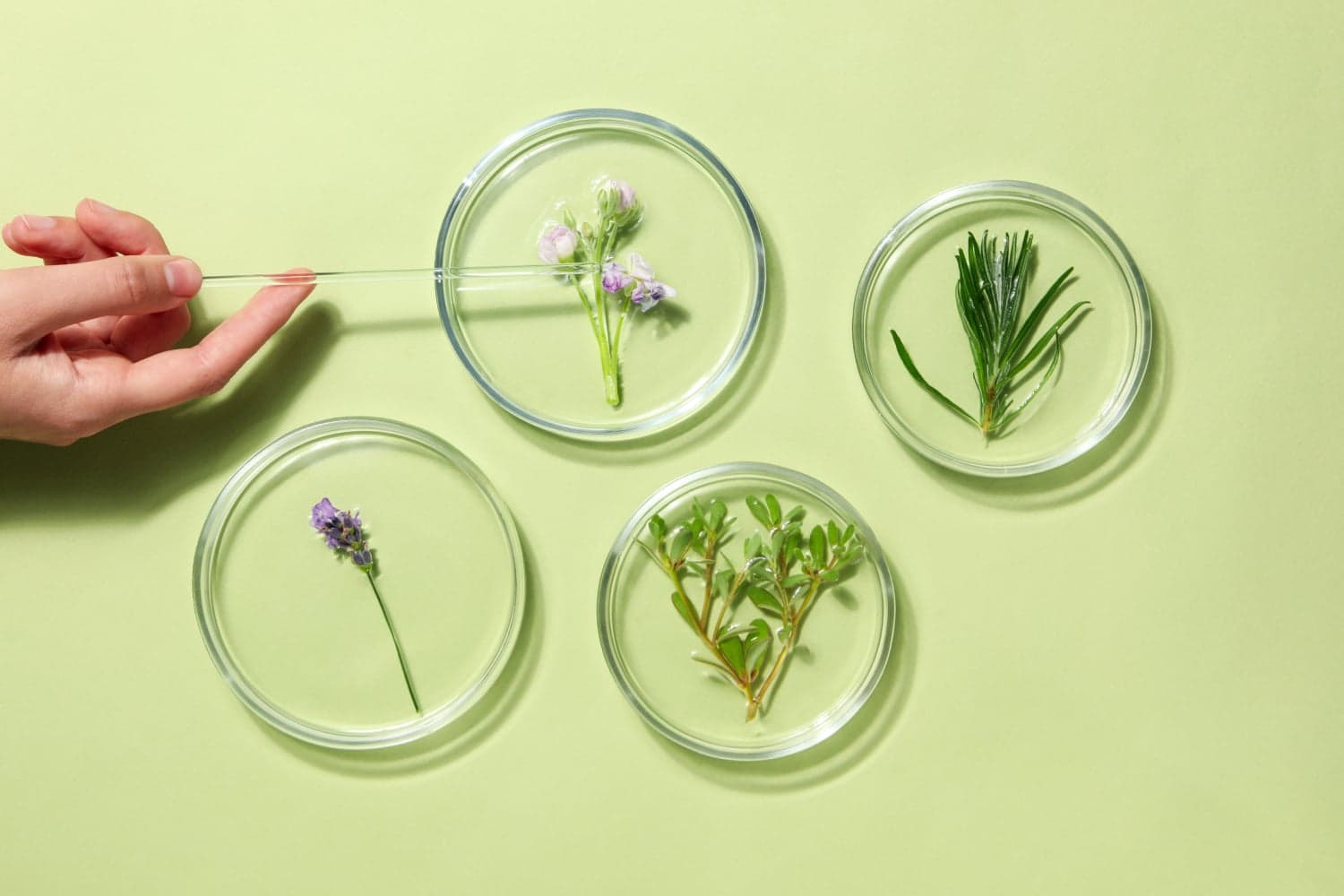 The Benefits of Plant Stem Cells in Skincare The Benefits of Plant Stem Cells in Skincare