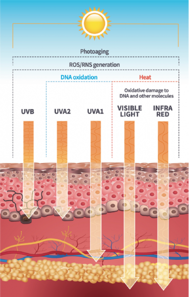 All you need to know about sun exposure and sunscreens